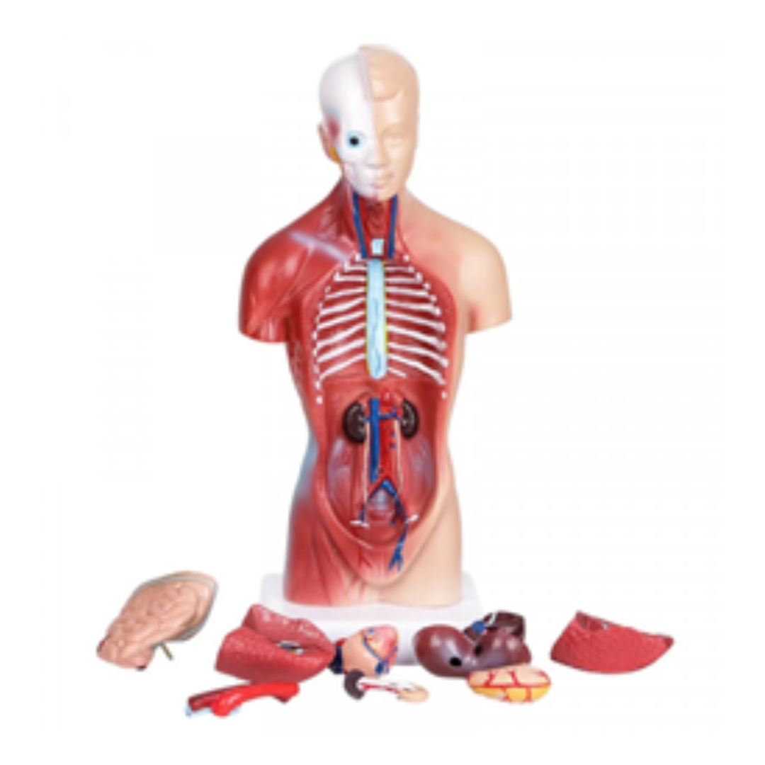  Mô hình giải phẫu cơ quan nội tạng (bán thân) 