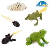  Giáo cụ Montessori - Mô hình vòng đời của ếch - Frog life cycle model 