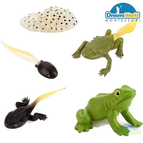 Giáo cụ Montessori - Mô hình vòng đời của ếch - Frog life cycle model 