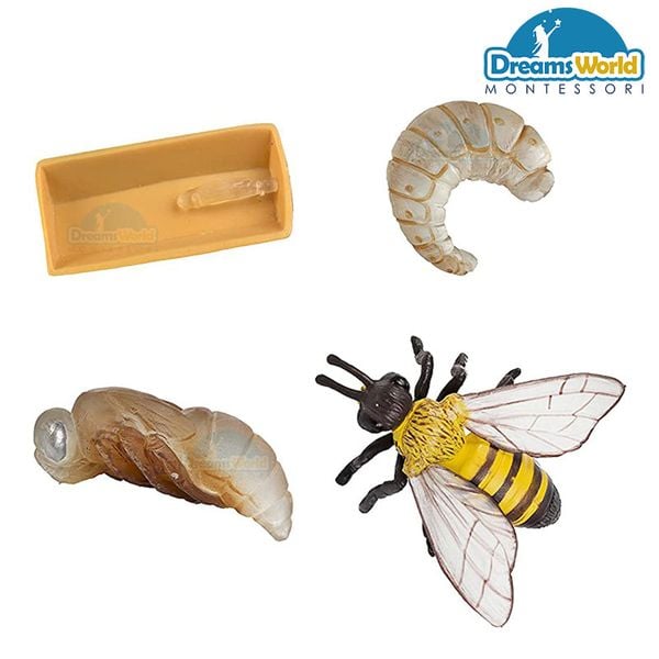  Giáo cụ Montessori - Mô hình vòng đời của ong - Model of the life cycle of bees 