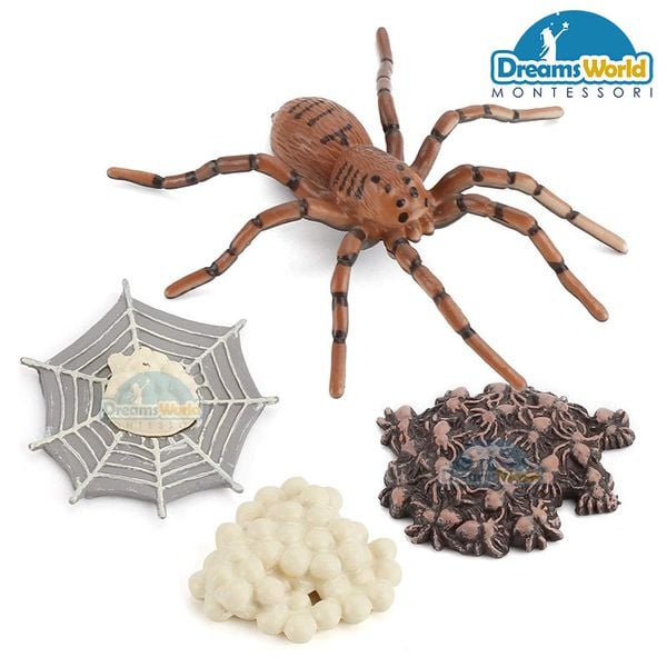  Giáo cụ Montessori - Mô hình vòng đời của nhện - Spider life cycle model 