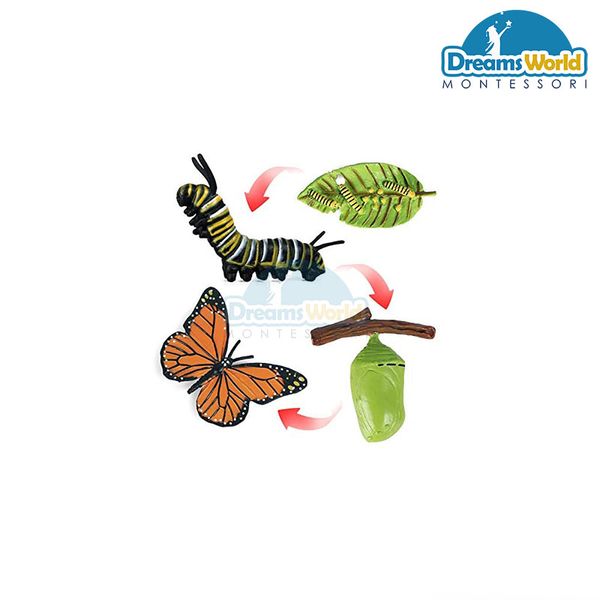  Giáo cụ Montessori - Mô hình vòng đời của bướm - Butterfly life cycle model 