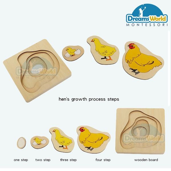  Giáo cụ Montessori -  Vòng đời của con gà mái  - Development of Chicken 