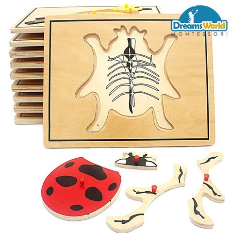  Combo 17 Tranh ghép sinh học Montessori  - Combo 17 Montessori Biology Puzzles 