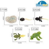  Giáo cụ Montessori - Mô hình vòng đời của ếch - Frog life cycle model 