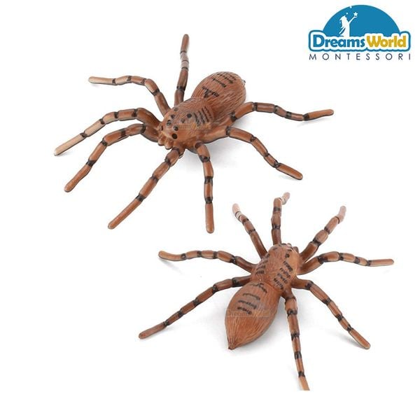  Giáo cụ Montessori - Mô hình vòng đời của nhện - Spider life cycle model 