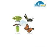  Giáo cụ Montessori - Mô hình vòng đời của bướm - Butterfly life cycle model 
