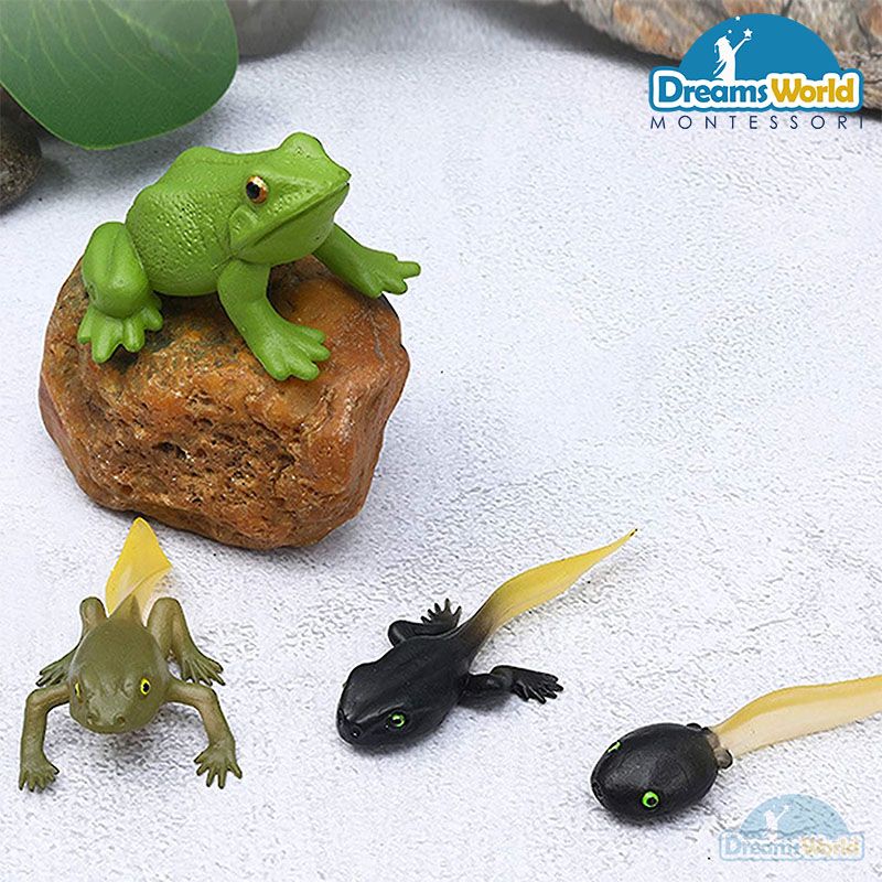 Giáo cụ Montessori  Mô hình vòng đời của ếch  Frog life cycle model   Dreams Montessori