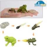 Giáo cụ Montessori - Mô hình vòng đời của ếch - Frog life cycle model 
