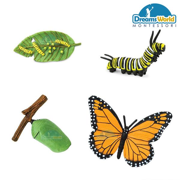  Giáo cụ Montessori - Mô hình vòng đời của bướm - Butterfly life cycle model 