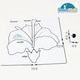  Giáo cụ Montessori - Bộ thẻ thực vật - Botany Puzzle Activity Set-English 