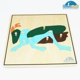  Giáo cụ Montessori - Tranh ghép sinh học hình con dế - Root Puzzle 