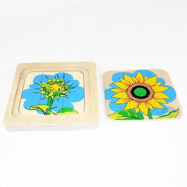  Giáo cụ Montessori - Vòng Đời Hoa Hướng Dương - Development of Sunflower 