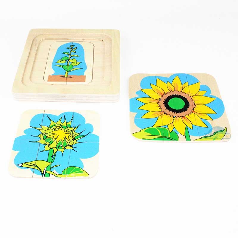  Giáo cụ Montessori - Vòng Đời Hoa Hướng Dương - Development of Sunflower 