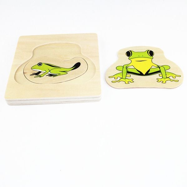  Giáo cụ Montessori - Vòng Đời Con Ếch - Development of Frog 