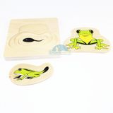  Giáo cụ Montessori - Vòng Đời Con Ếch - Development of Frog 
