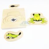  Giáo cụ Montessori - Vòng Đời Con Ếch - Development of Frog 