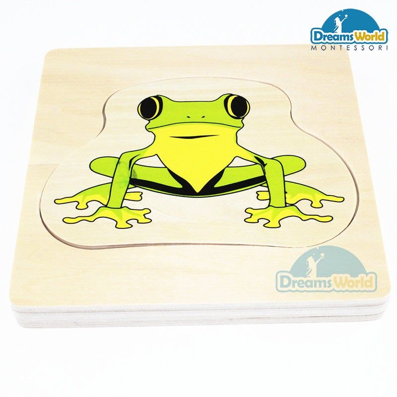  Giáo cụ Montessori - Vòng Đời Con Ếch - Development of Frog 