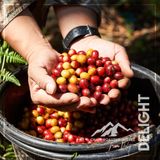  [DÙNG THỬ 100gr] 100% ARABICA CẦU ĐẤT - Modern Flavor 