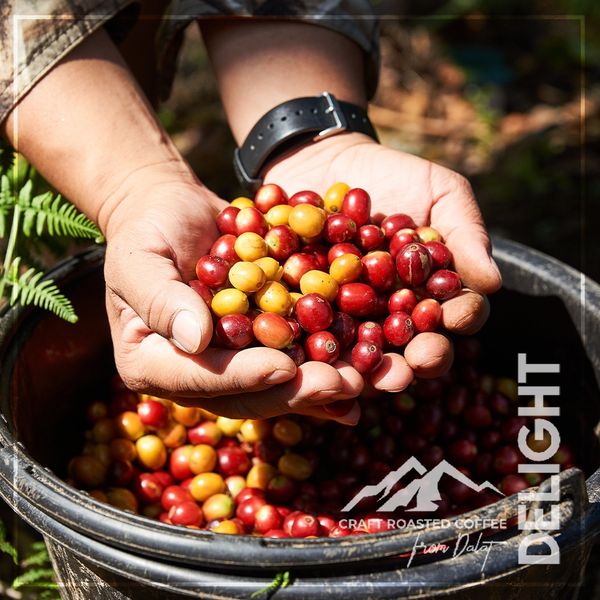  [DÙNG THỬ 100gr] 100% ARABICA CẦU ĐẤT - Modern Flavor 