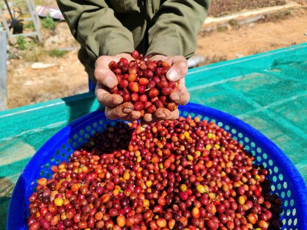  WINEY CẦU ĐẤT | Specialty Coffee - Cà phê Chất lượng đạt chuẩn 