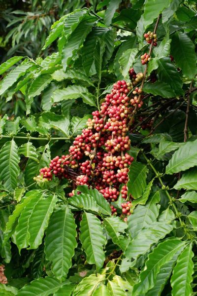  WINEY CẦU ĐẤT | Specialty Coffee - Cà phê Chất lượng đạt chuẩn 