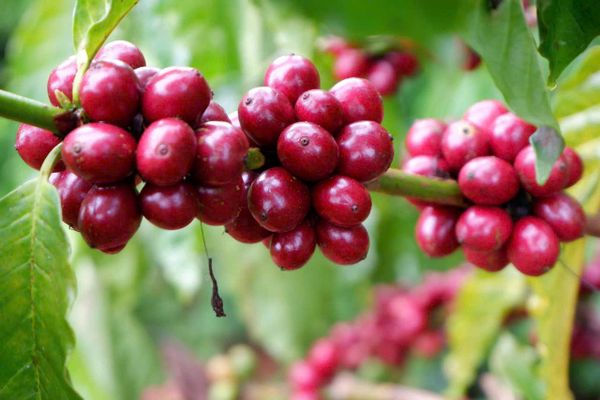  WINEY CẦU ĐẤT | Specialty Coffee - Cà phê Chất lượng đạt chuẩn 