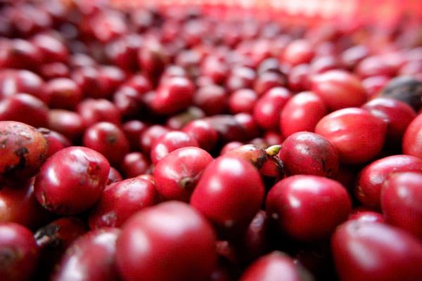  WINEY CẦU ĐẤT | Specialty Coffee - Cà phê Chất lượng đạt chuẩn 