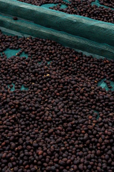  WINEY CẦU ĐẤT | Specialty Coffee - Cà phê Chất lượng đạt chuẩn 