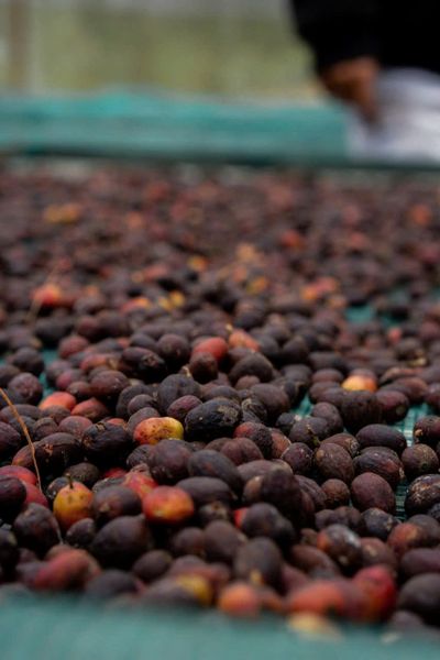  WINEY CẦU ĐẤT | Specialty Coffee - Cà phê Chất lượng đạt chuẩn 