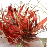  Mô Hình Kim Loại 3D Lắp Ráp Piececool Thiên Ngữ Hạc Hoa Huệ (Glory Lily) HP205-RG - MP1117 