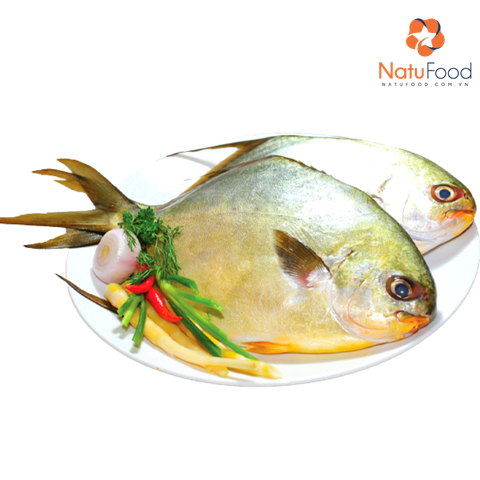 Cá Chim Vàng Anh Phú Quốc