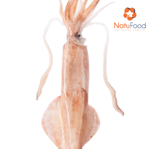 Mực Ống Phú Quý 30 UP Size Đại ( Loại 1KG ) kích thước 30-45cm