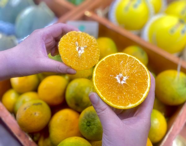 CAM TRỨNG VENICA CANH TÁC HỮU CƠ HB - 1kg