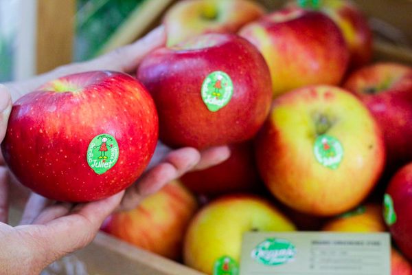 Táo hữu cơ juliet size 64-88