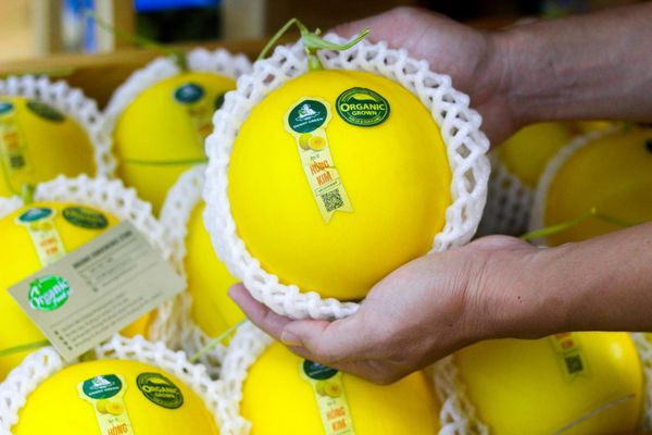 Dưa lê hồng kim hữu cơ - 1kg