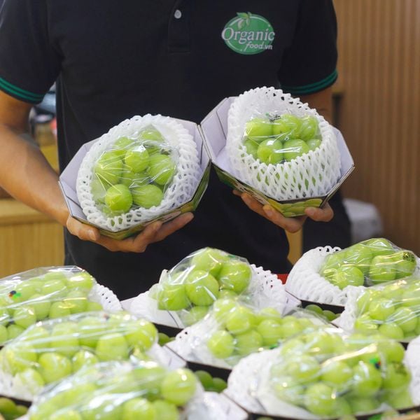 Nho mẫu đơn Hàn Quốc