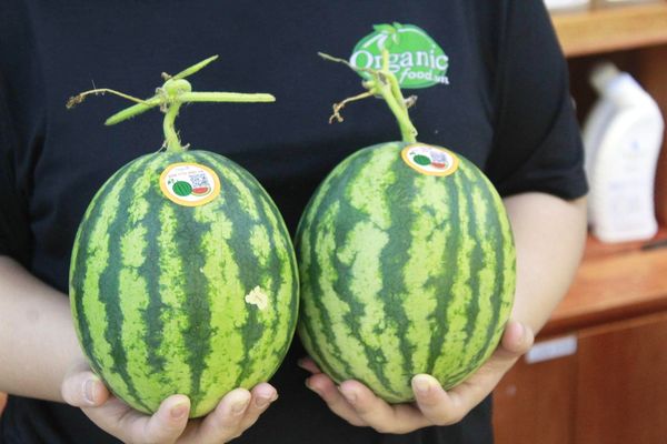 Dưa hấu có hạt hữu cơ Quế Lâm - 1kg