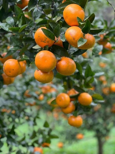 Quýt úc Oma Organicfood