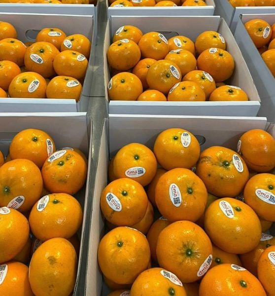 Quýt úc Oma Organicfood