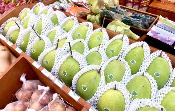 Xoài cát hòa lộc loại đặc biệt