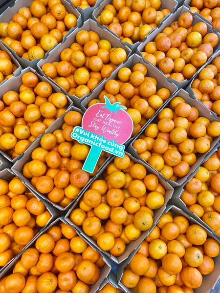 Quýt Úc Trồng Tại Trung Quốc size XL