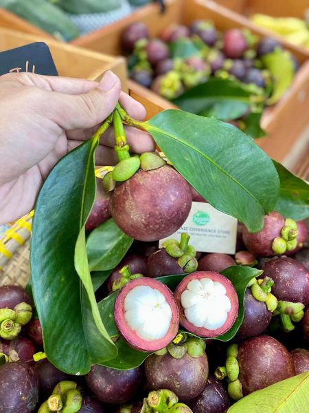 Măng Cụt Bảo Lộc Chuyển Đổi Hữu Cơ