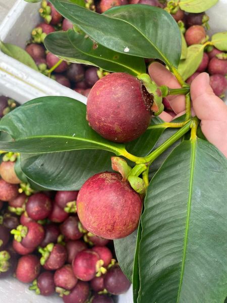 Măng Cụt Bảo Lộc Chuyển Đổi Hữu Cơ