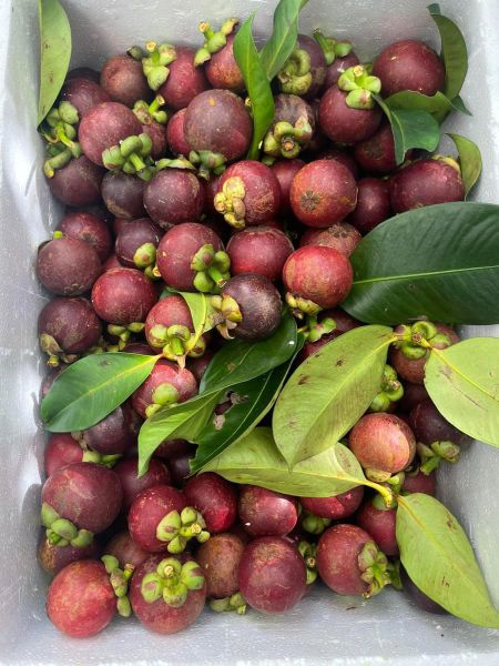 Măng Cụt Bảo Lộc Chuyển Đổi Hữu Cơ