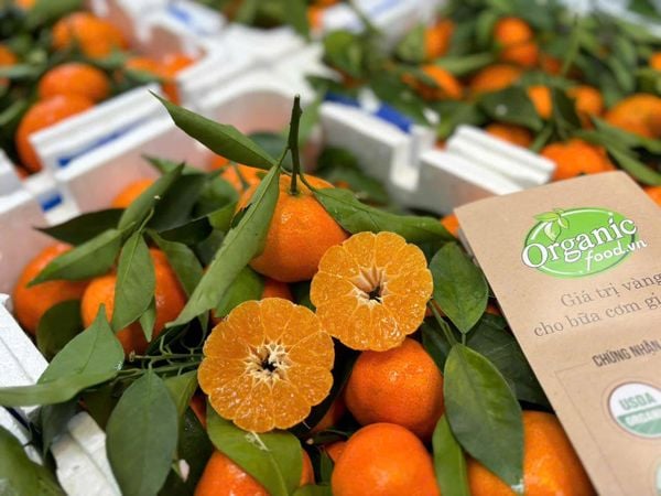 Quýt đường canh (cam canh)