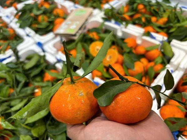 Quýt đường canh (cam canh)