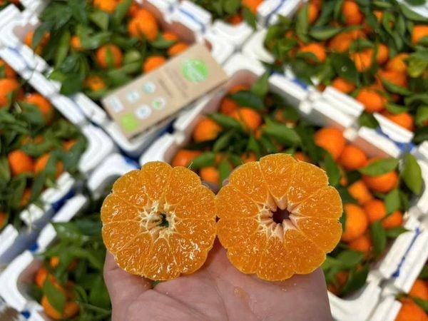 Quýt đường canh (cam canh)