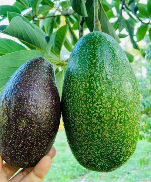 Bơ Kim Cương Đen Cổ - 1kg