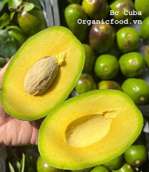 Bơ Cuba 1kg